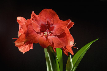 Картинка цветы амариллисы гиппеаструмы красный стебли