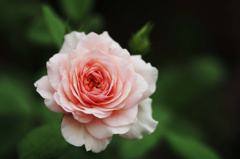 Картинка цветы розы розовый лепестки