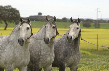 Картинка животные лошади