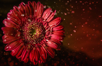 Картинка цветы герберы красный капли макро