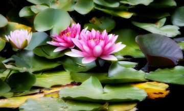Картинка цветы лилии водяные нимфеи кувшинки розовый вода