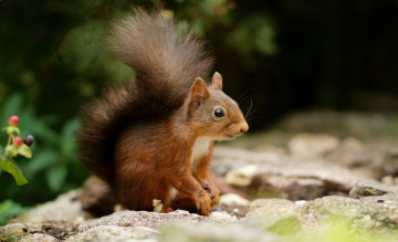 Картинка животные белки рыжий хвост