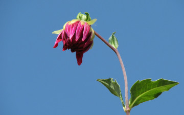 Картинка цветы георгины бутон