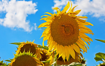 Картинка цветы подсолнухи