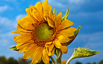 Картинка цветы подсолнухи