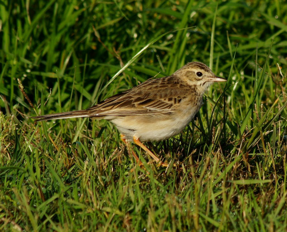 Обои картинки фото животные, воробьи, воробей