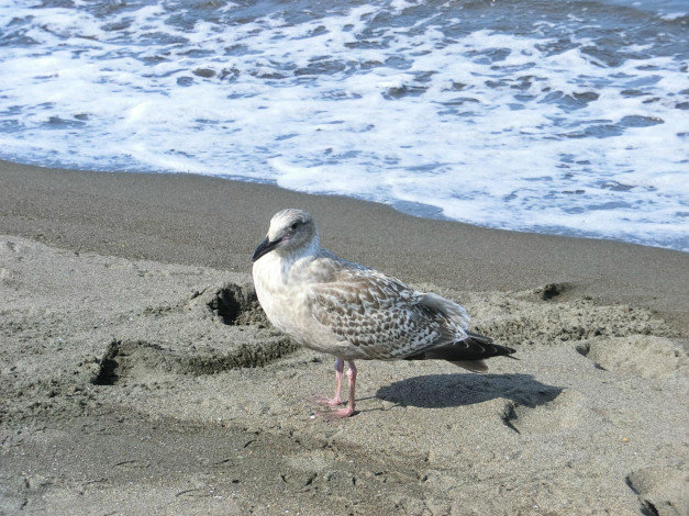 Обои картинки фото животные, Чайки, бакланы, крачки, песо, море, пена, чайка