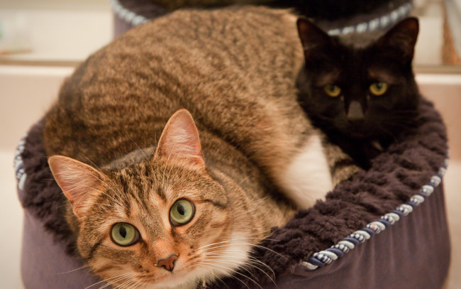 Обои картинки фото животные, коты, черная, рыжая, смотрят, лукошко, кошки