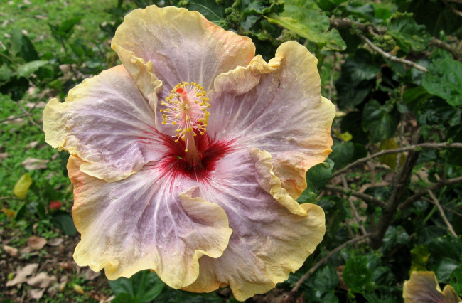 Обои картинки фото цветы, гибискусы, экзотика, лепестки