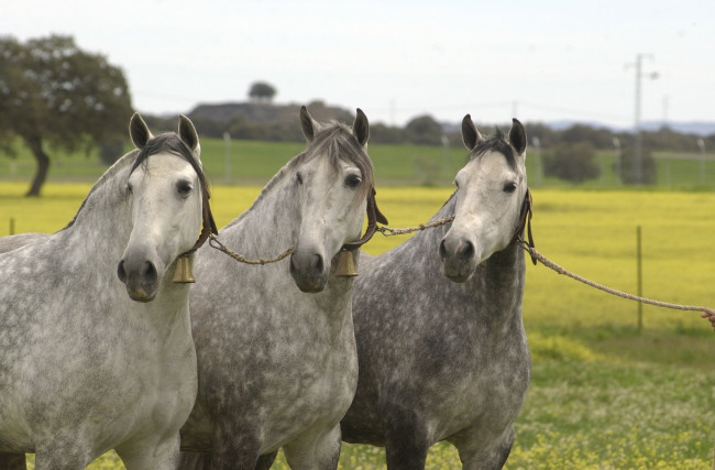 Обои картинки фото животные, лошади