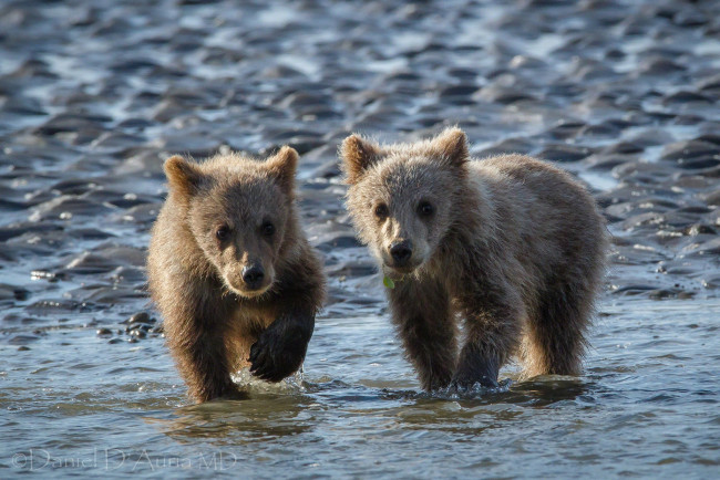 Обои картинки фото животные, медведи, малыши