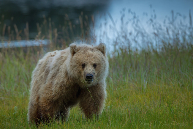 Обои картинки фото животные, медведи, шерсть, подросток