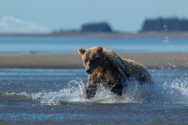 Обои картинки фото животные, медведи, врда, брызги, охота