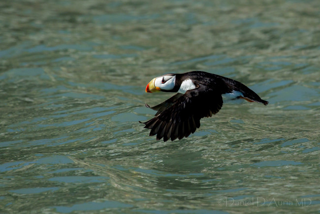 Обои картинки фото животные, тупики, полет, вода, тупик