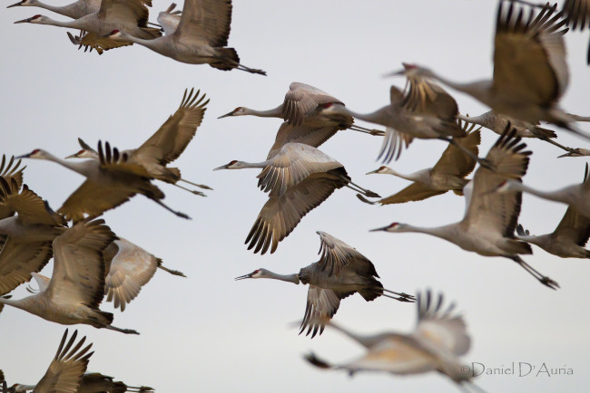 Обои картинки фото животные, журавли, полет, крылья, стая