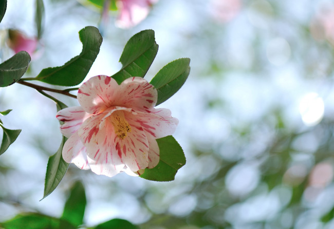 Обои картинки фото цветы, камелии, ветка, пестрый