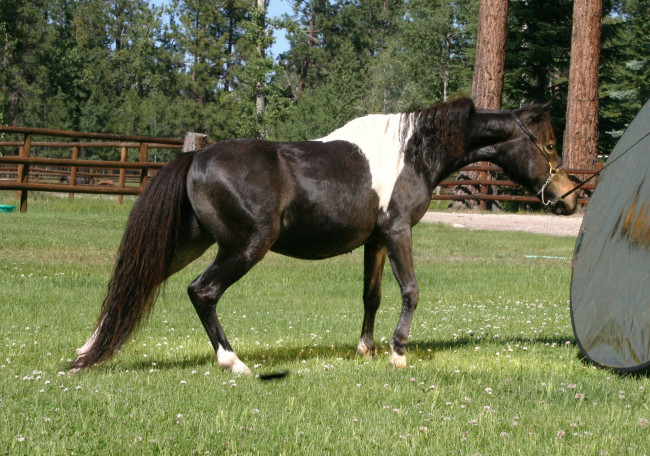 Обои картинки фото животные, лошади, лошадь