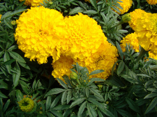 Картинка цветы бархатцы