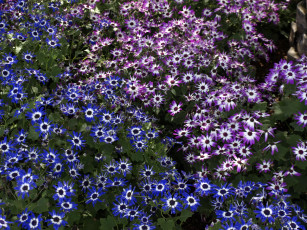 Картинка цветы цинерария африканская астра циненария