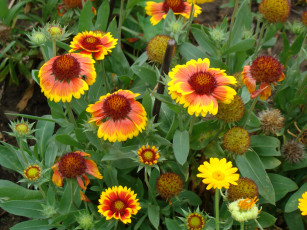 Картинка цветы гайлардии гелениумы