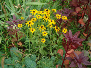 Картинка цветы рудбекия