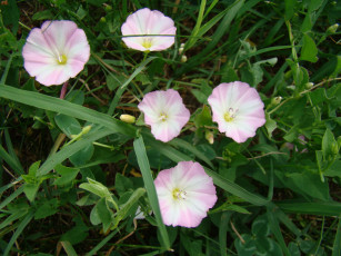 Картинка цветы вьюнки ипомеи