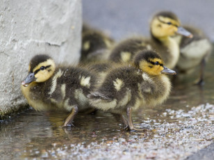 Картинка животные утки выводок утята птенцы малыши