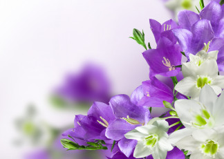 Картинка цветы разные вместе эухарис колокольчики