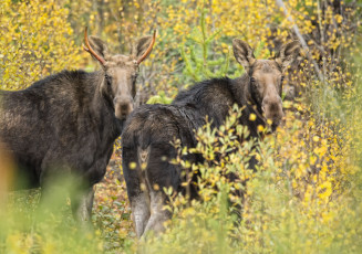 Картинка животные лоси парочка