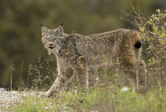 Картинка животные рыси кошка