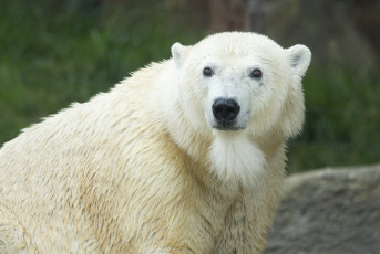 Картинка животные медведи белый медведь