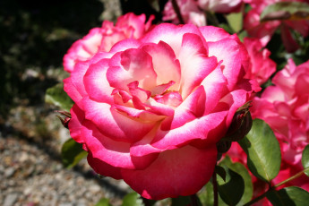 Картинка цветы розы роза