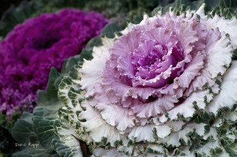 Картинка цветы декоративная капуста