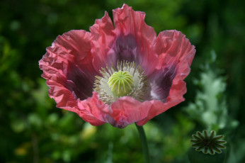 Картинка цветы маки макро