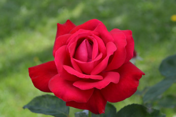 Картинка цветы розы бутон