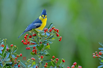 Картинка животные синицы лазоревки ягоды птица тайваньская синица
