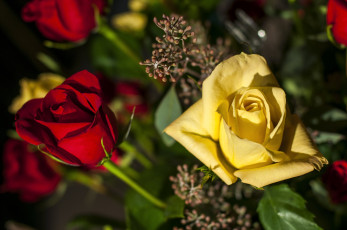 Картинка цветы розы разные