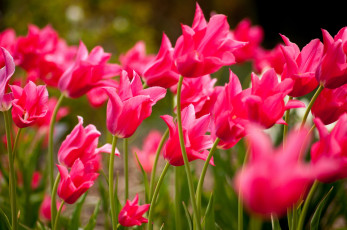 Картинка цветы тюльпаны розовый
