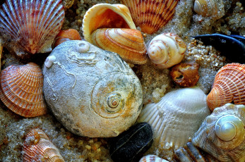Картинка разное ракушки кораллы декоративные spa камни
