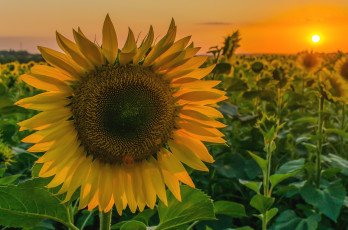 Картинка цветы подсолнухи солнце