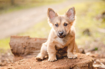 Картинка животные собаки вельш-корги щенок