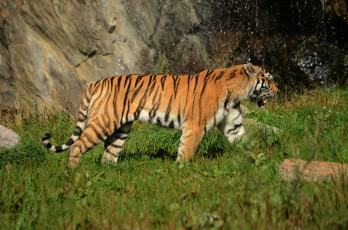 Картинка животные тигры прогулка амурский тигр