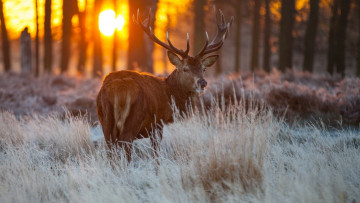 Картинка животные олени рога