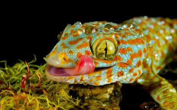 Картинка разное компьютерный дизайн геккон язык