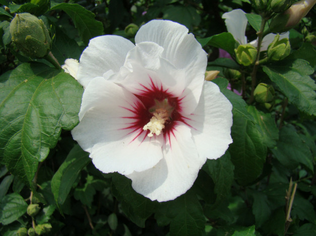 Обои картинки фото цветы, гибискусы