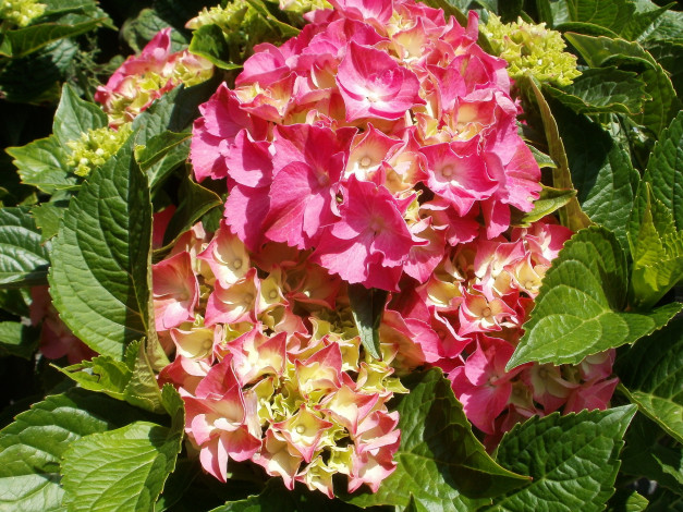 Обои картинки фото гортензия, pia, цветы, куст