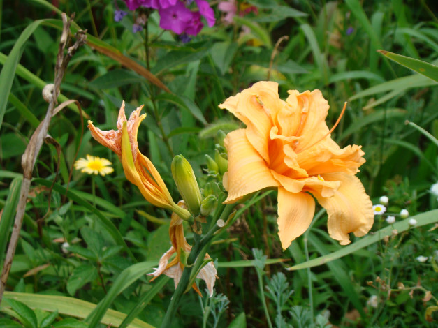 Обои картинки фото лилейник, цветы, лилии, лилейники