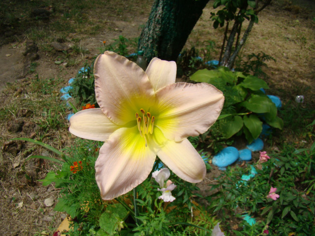 Обои картинки фото лилейник, цветы, лилии, лилейники