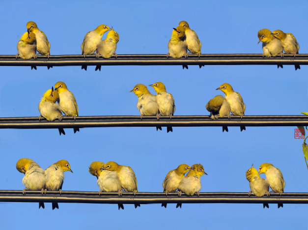 Обои картинки фото животные, птицы, провода, парочка, любовь