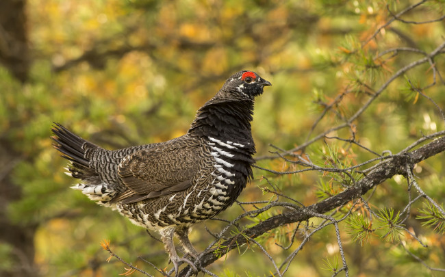 Обои картинки фото животные, глухари, тетерева, фазаны, пестрый